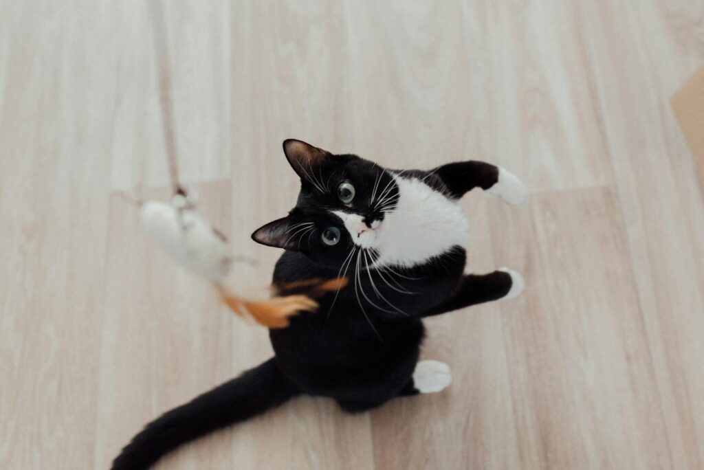 Chat qui joue