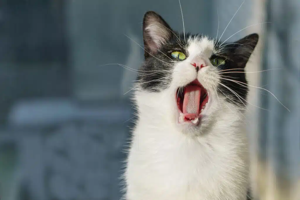 chat qui miaule la nuit
