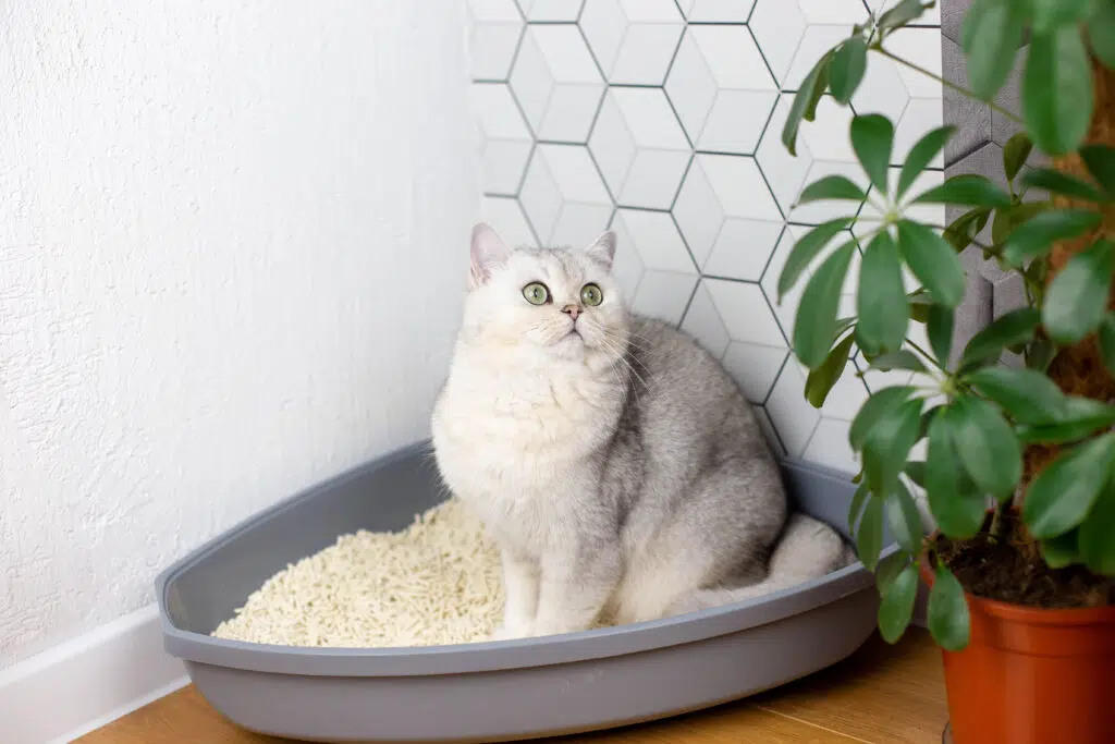 chat litière