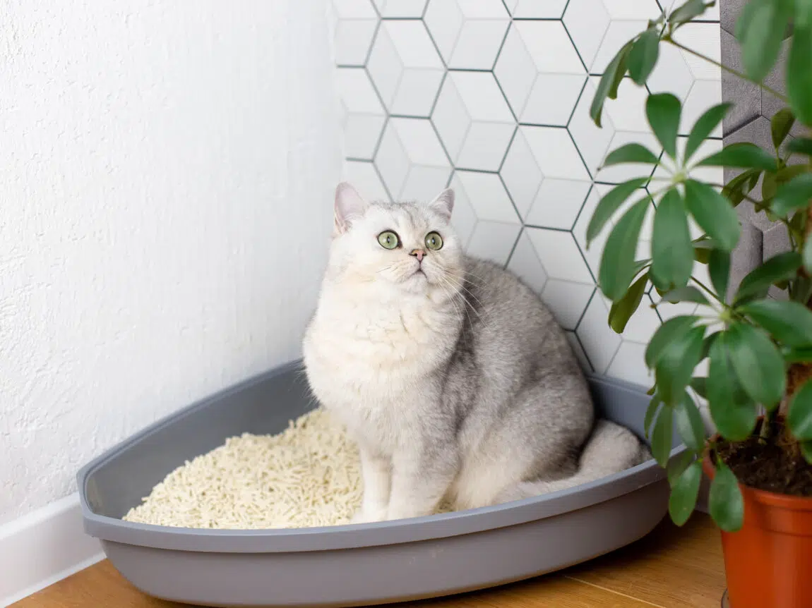 chat litière