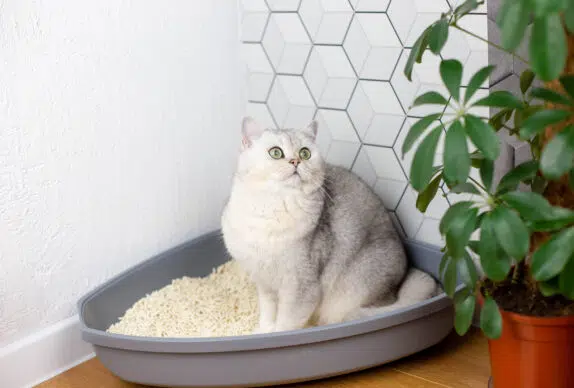 chat litière