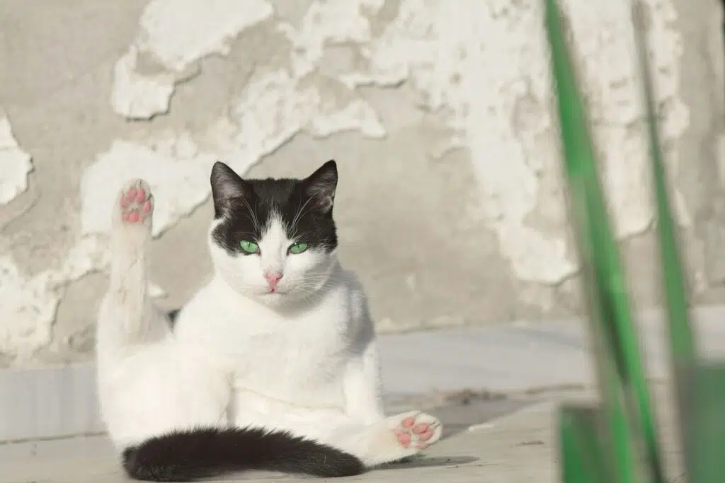 chat noir et blanc fait sa toilette