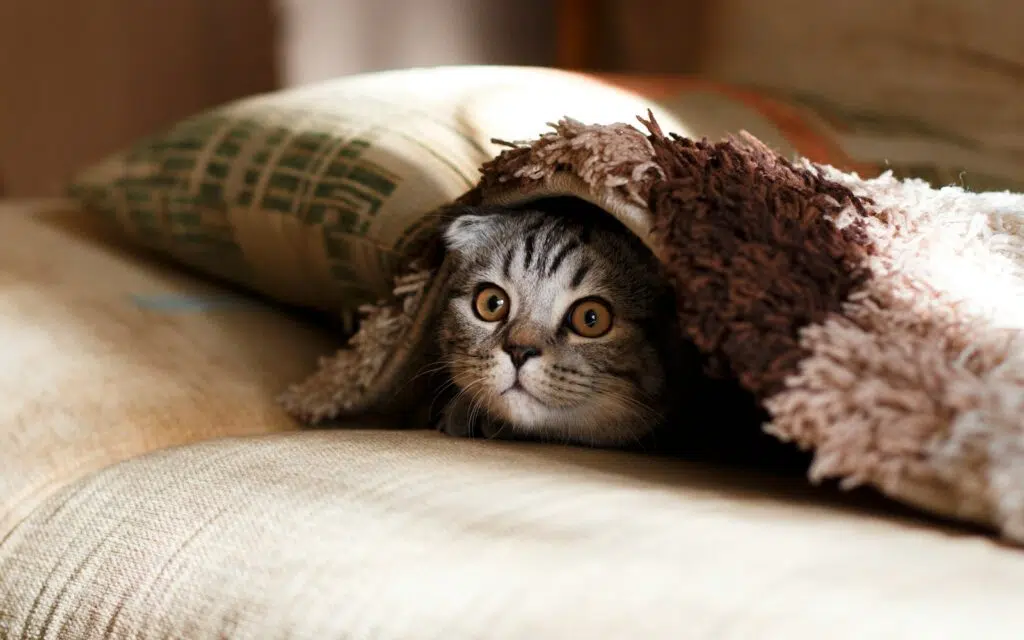chat plaid