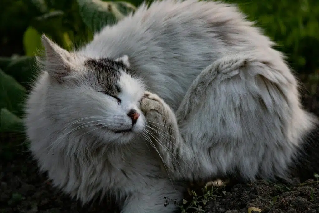 Chat qui se gratte