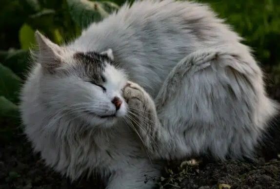 Chat qui se gratte