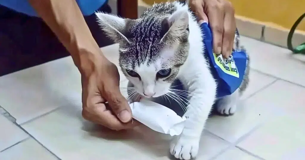 Chat noir et blanc transportant des paquets de drogue sur le dos, intercepté par les autorités pénitentiaires au Costa Rica.