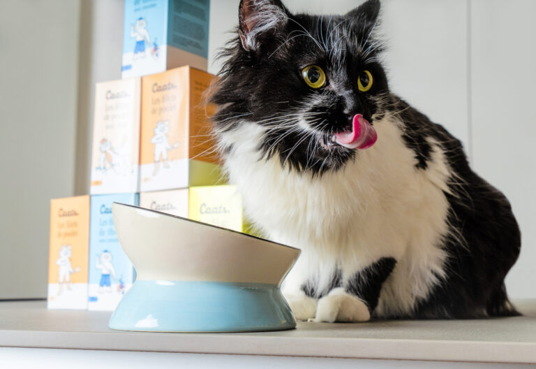 chat noir et blanc qui a faim