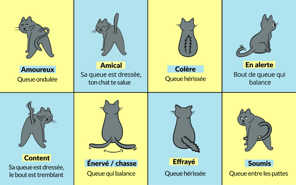 signification queue chat