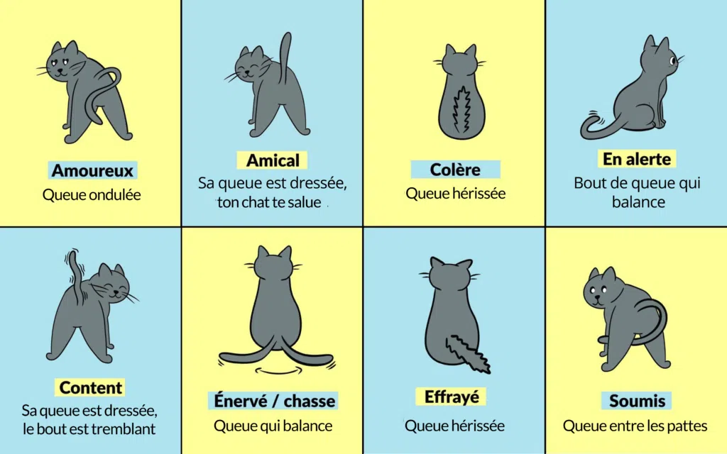 signification queue chat