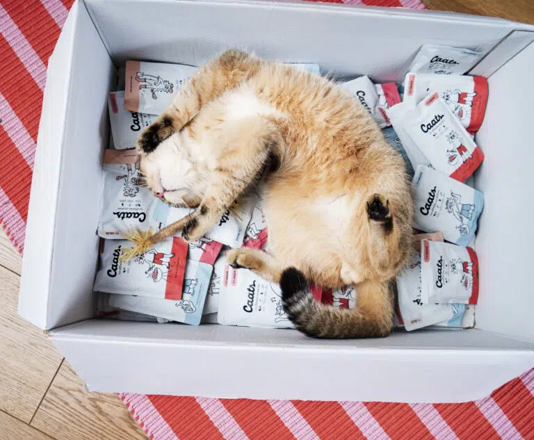 alimentation caats