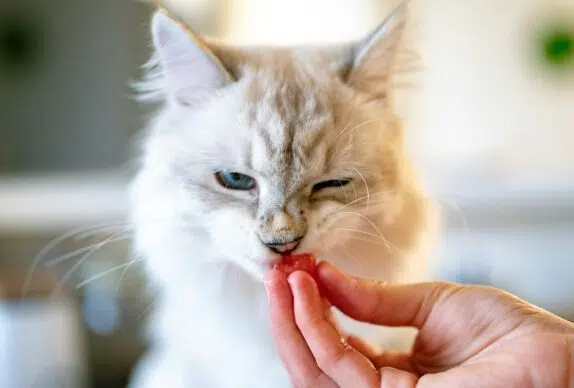 chat qui mange