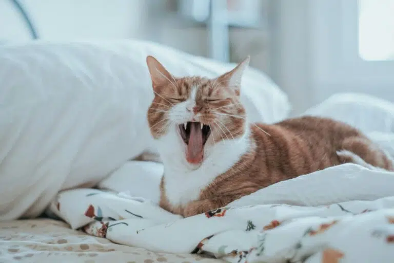 Chat qui baille