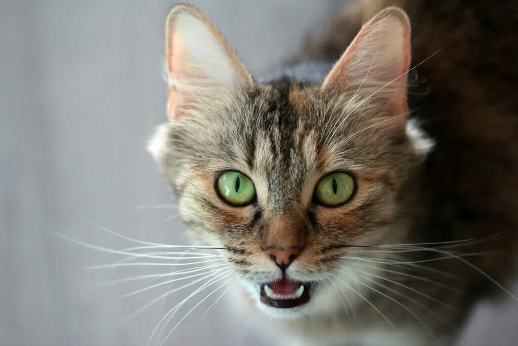 chat mord