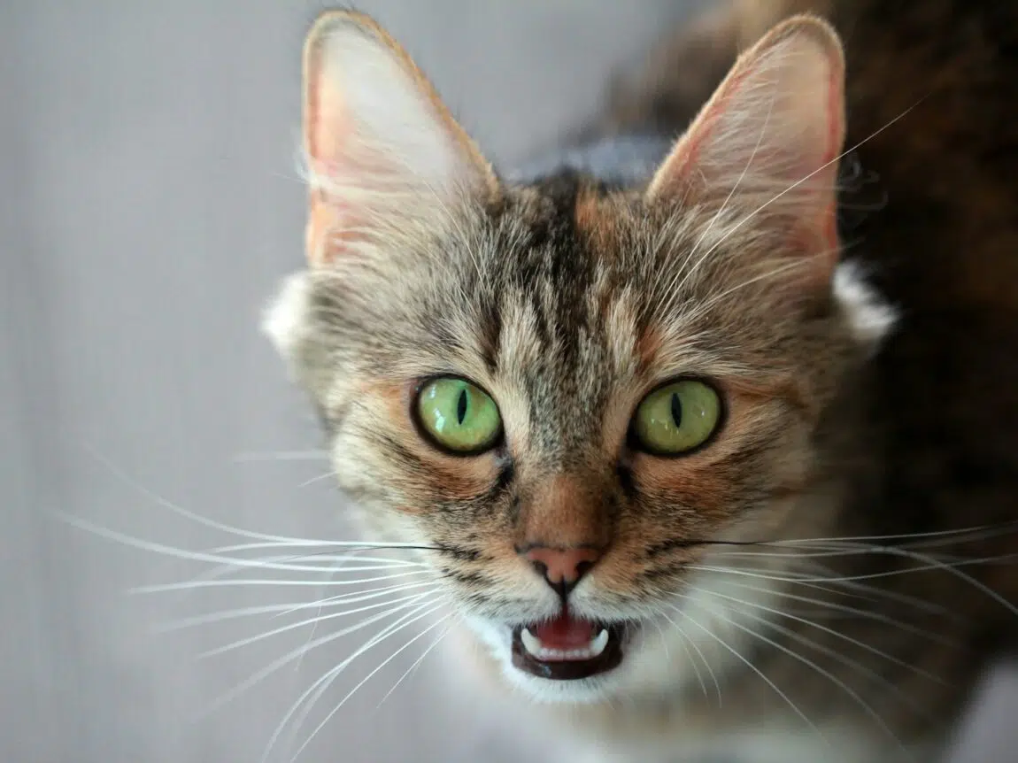 chat mord