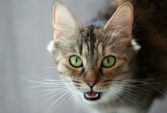 chat mord