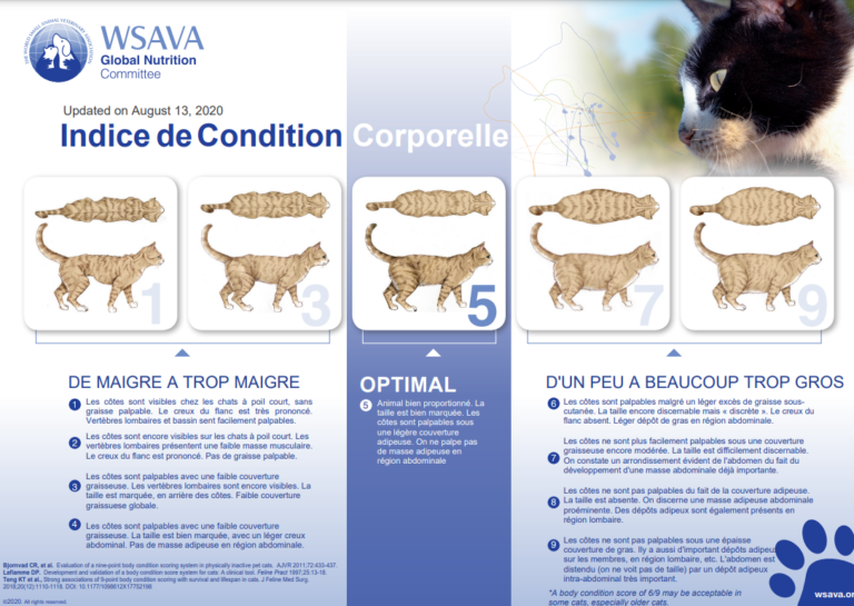 Note état corporel NEC pour chat