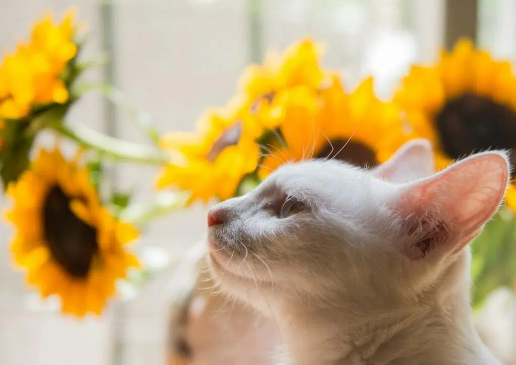chat blanc en été