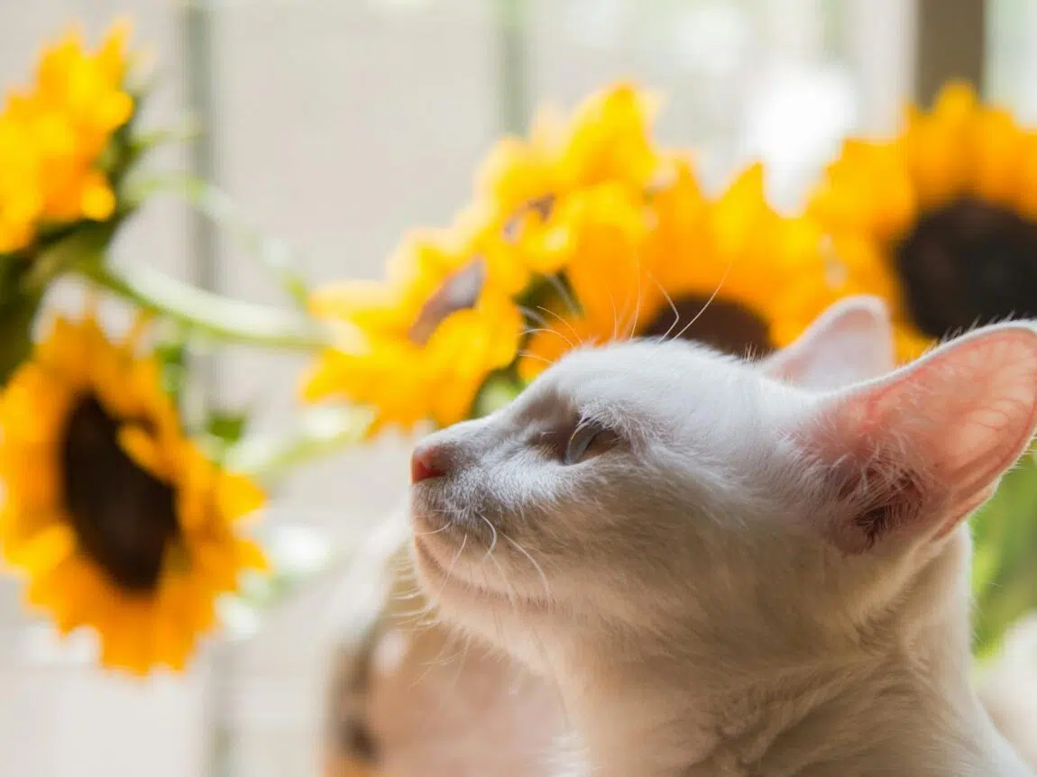 chat en été