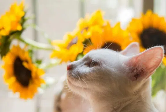 chat en été