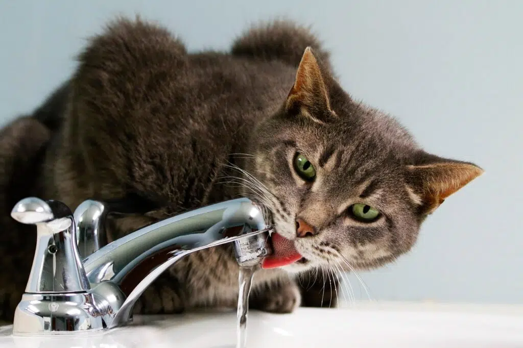 cat, drinking, tap water, nature, domestic cat, animal, feline, mammal, pet