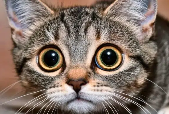 chat qui a peur de l'orage