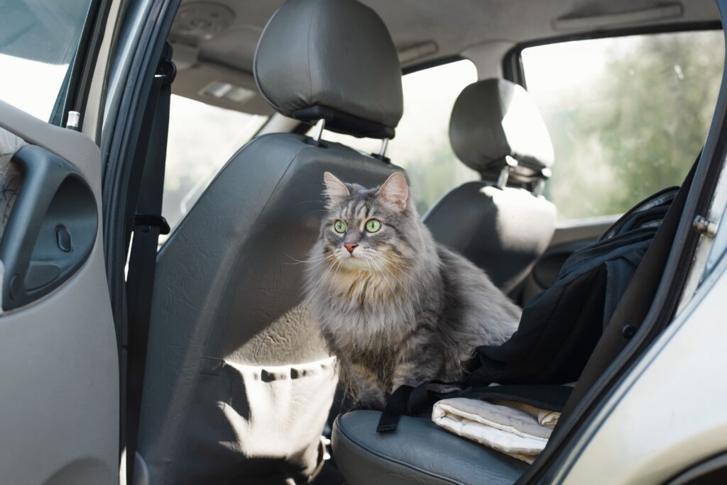vacances d'un chat