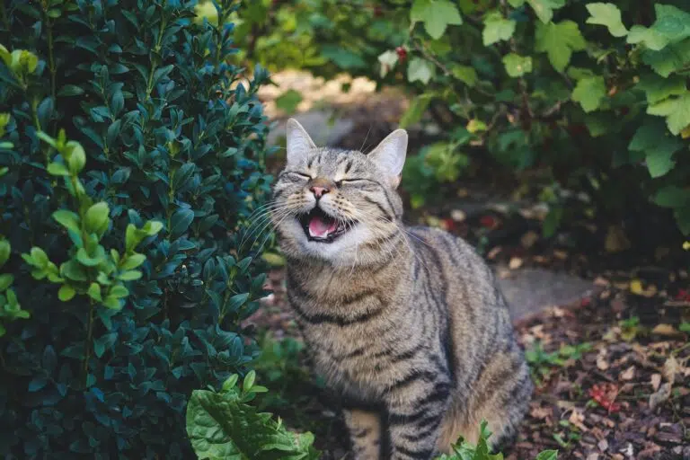 brown tabby cat on green plant