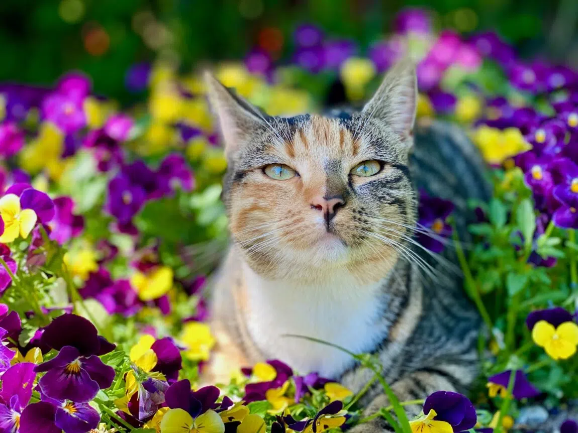 a cat laying in a field of flowers