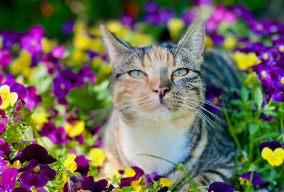 a cat laying in a field of flowers