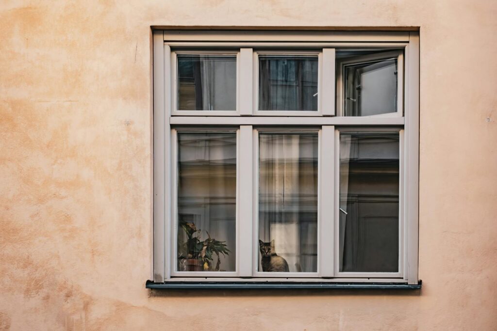 chat qui s'ennuie devant une fenêtre