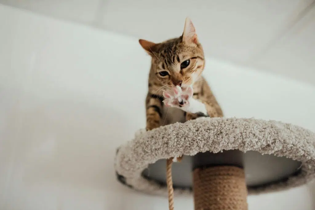 chat sur son arbre à chat