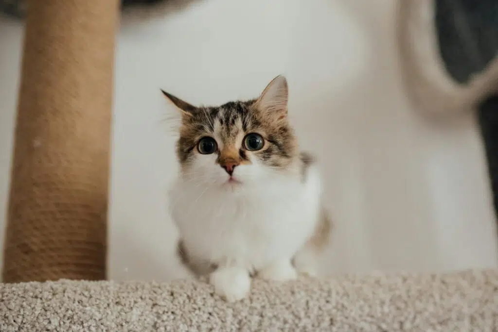 chat mignon sur son arbre à chat