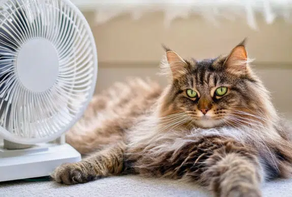Chat canicule 2025