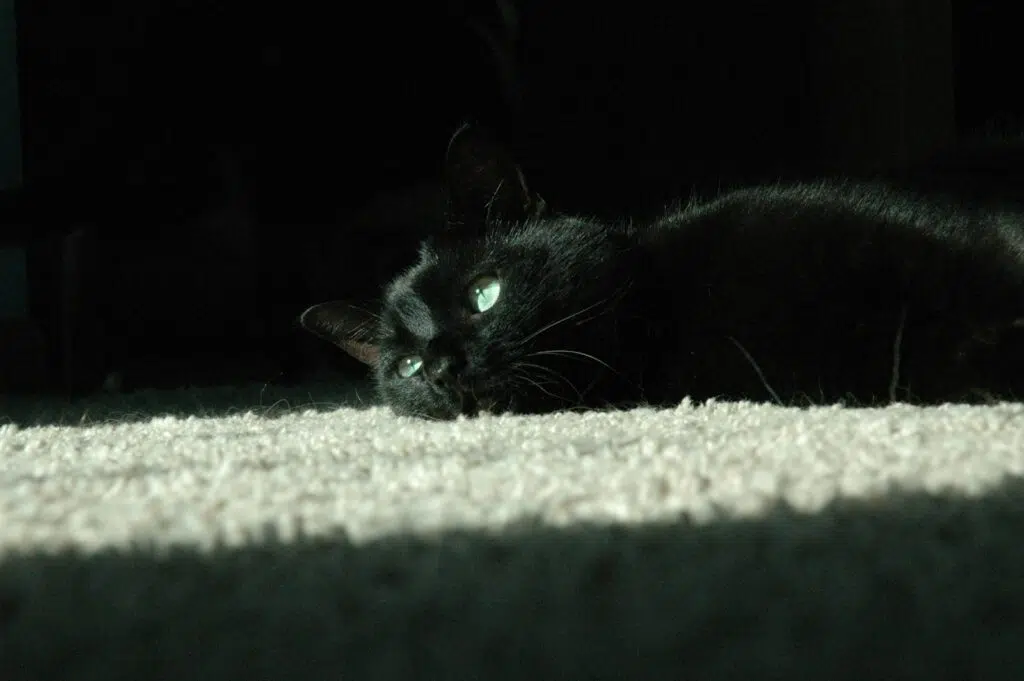 a black cat laying on the floor in the dark