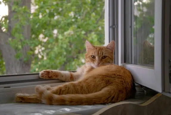 chat roux