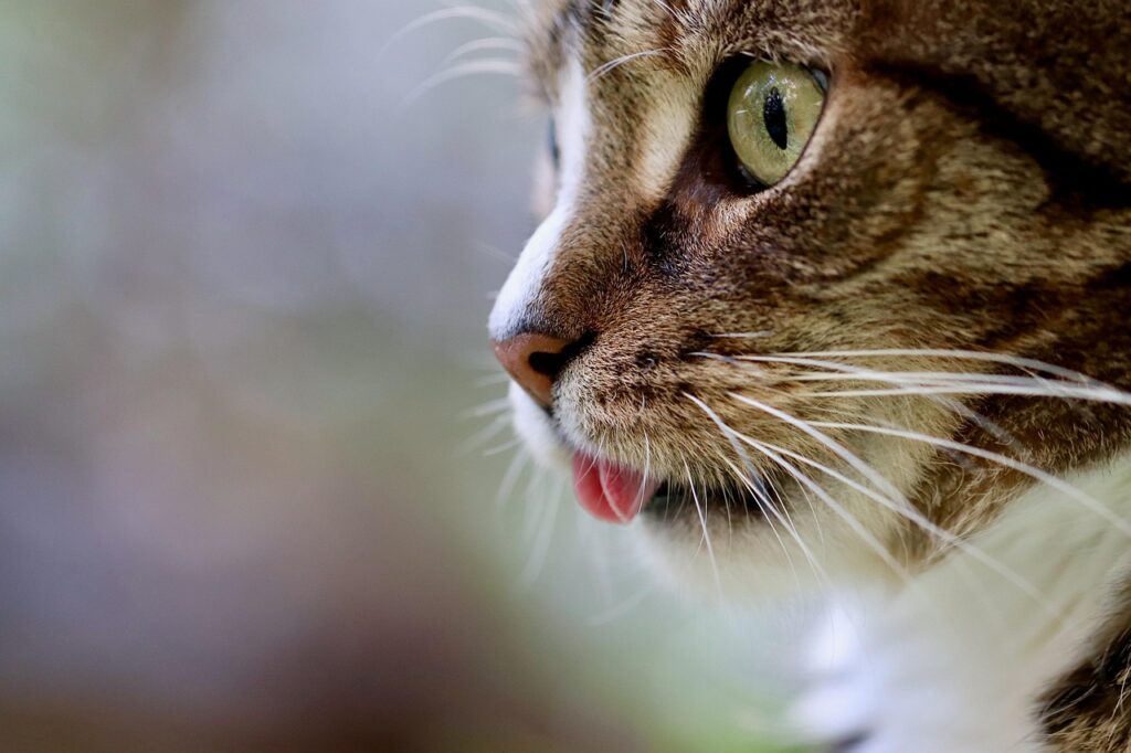 chat qui ne boit pas assez
