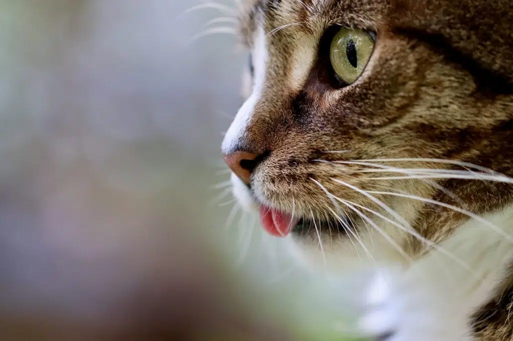 cat, cat tongue, cat eyes, mackerel, domestic animal, tabby, gray tabby cat, gray cat, domestic cat, portrait, cat portrait, cat profile, pet, the world of animals, nature, mammal, animal