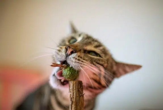 Cat enjoys catnip.