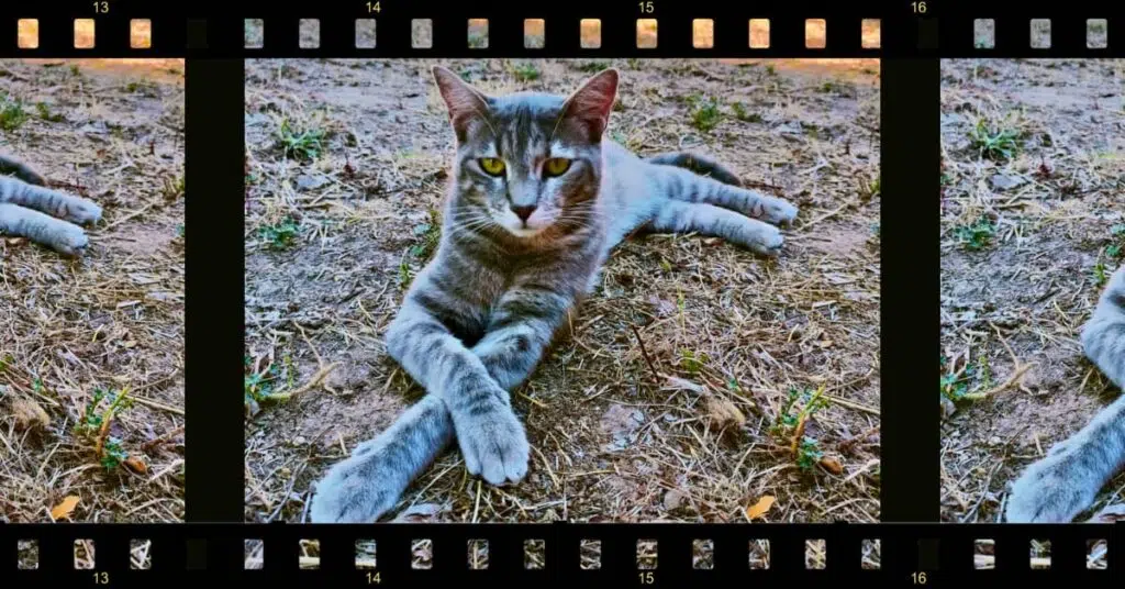 Chat qui prend la pose