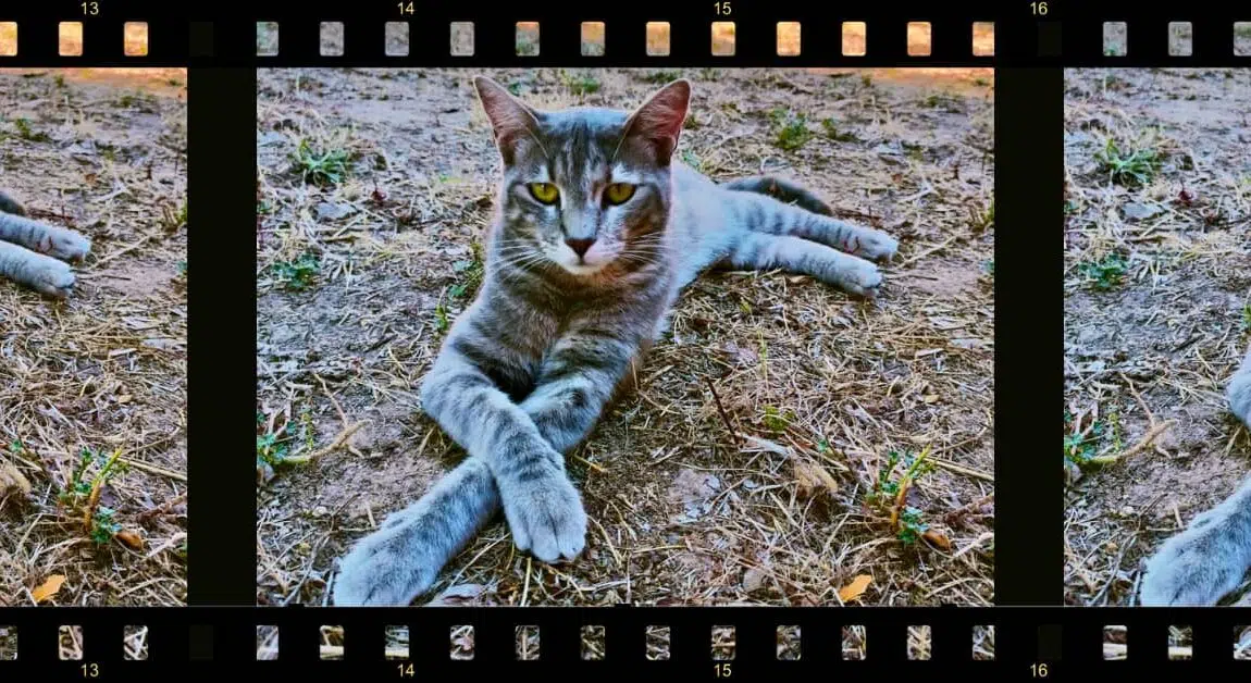 Chat qui prend la pose