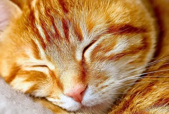chat qui rêve