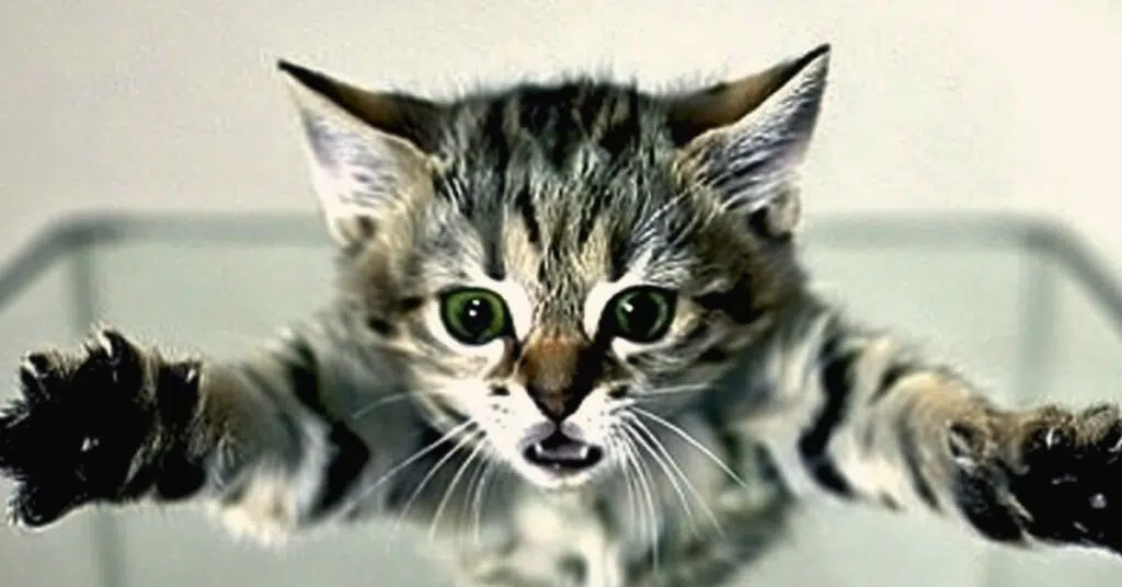 chaton qui retombe sur ses pattes
