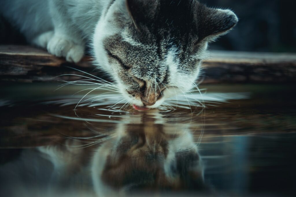 chat en train de boire