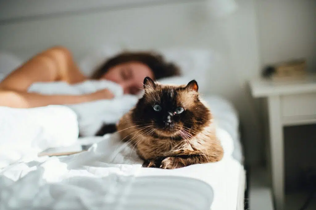 un chat sur un lit qui attend que son humain se réveil il est 4 heures du matin