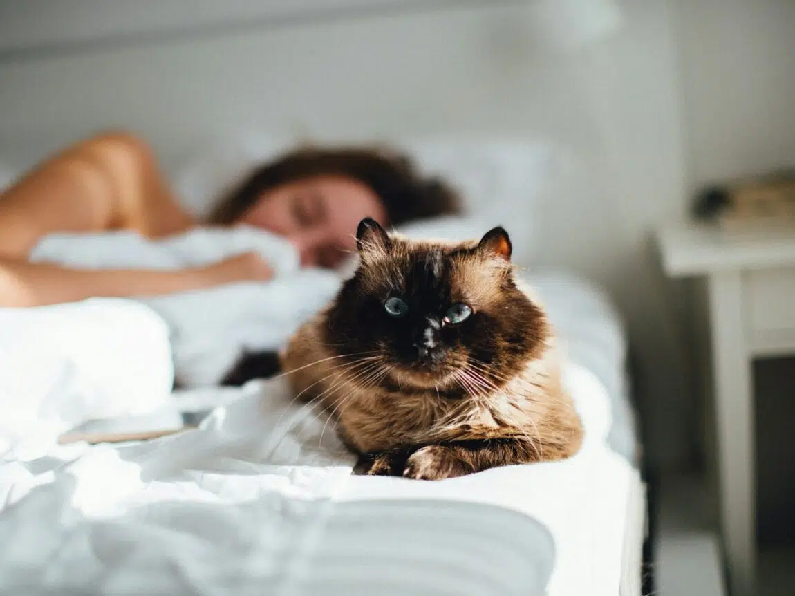 chat dort avec son human