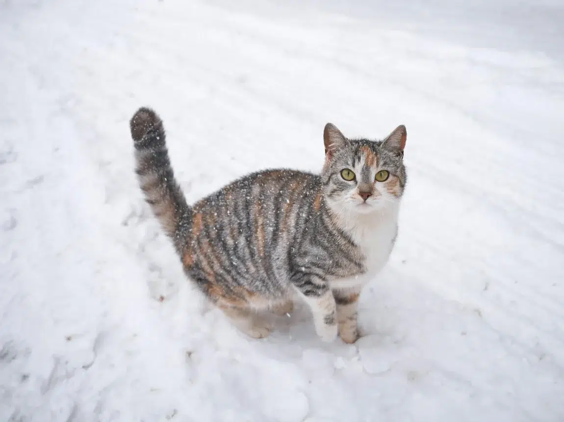 Guide sur la bi-nutrition pour l'hydratation du chat en hiver avec pâtée et croquettes Caats