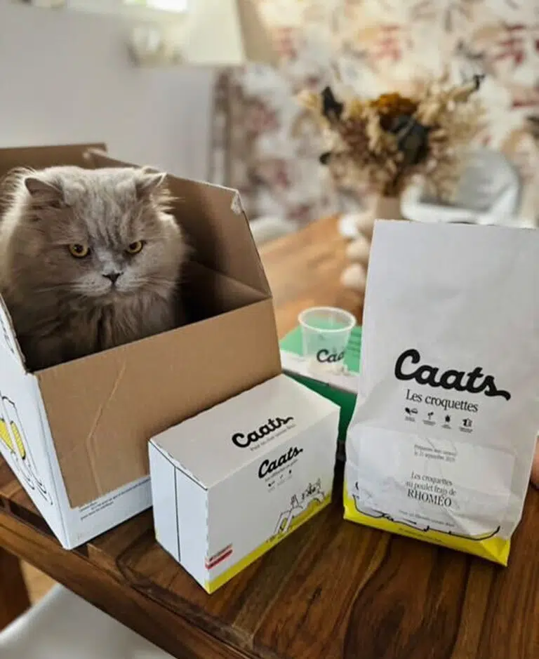 caats-love-caats-1
