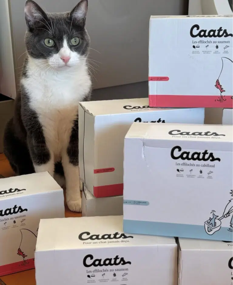caats-love-caats-2
