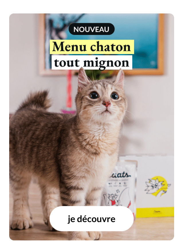 nurriture chaton sur mesure