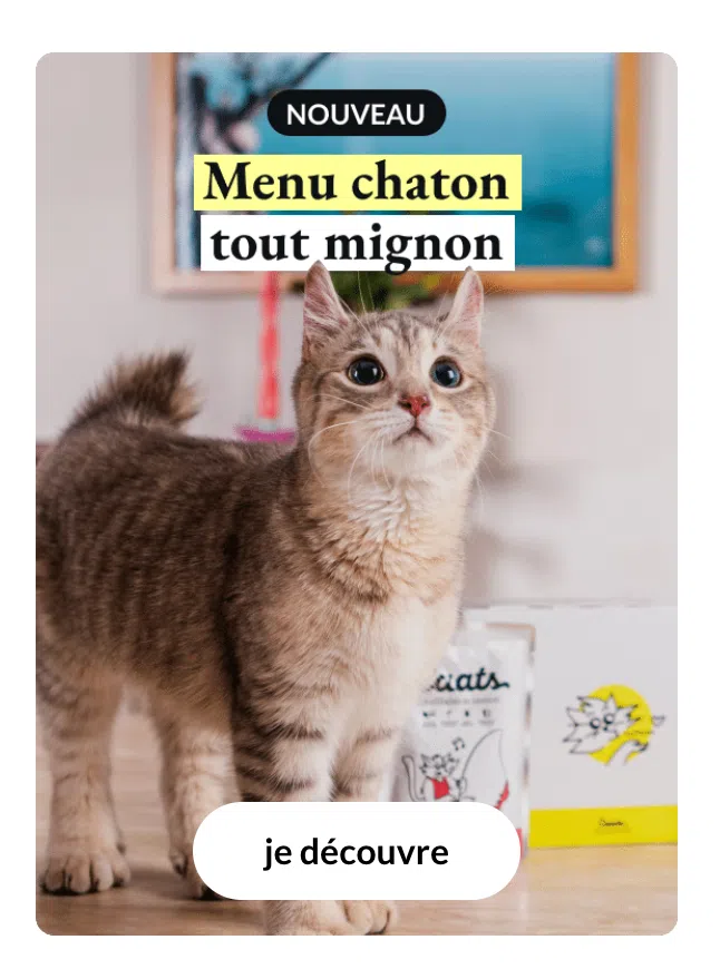 croquette chaton sur mesure